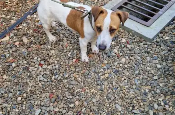 Найдена собака, Краснодар, фото: Найдена собака, ул. Калинина 222, Краснодар