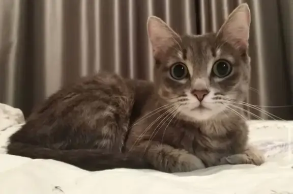 Кошки потеряшки, Томск, фото: Потеряшка кошка Алиса, Иркутский тракт, 13А