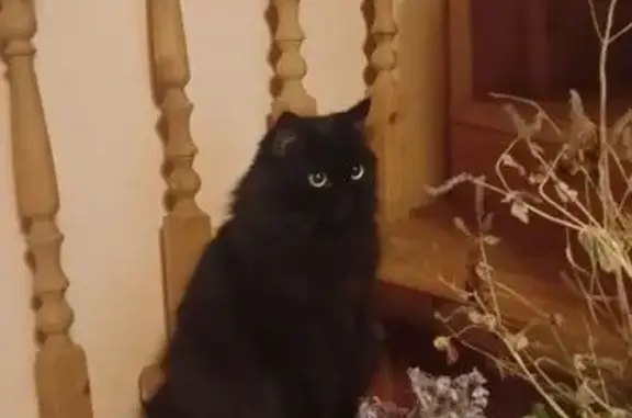 Пропала черная кошка, Садовая ул., Красногорск