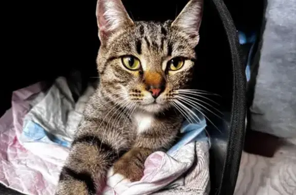 Найдена кошка, Новосибирск, фото: Кот найден: Полтавская ул., 19, Новосибирск