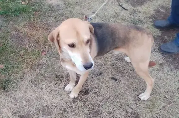 Пропала собака на Советской улице, Гарт