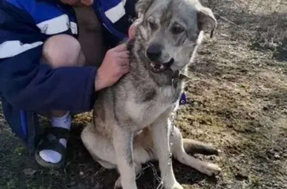 Пропала собака, Почеп, Брянская обл.