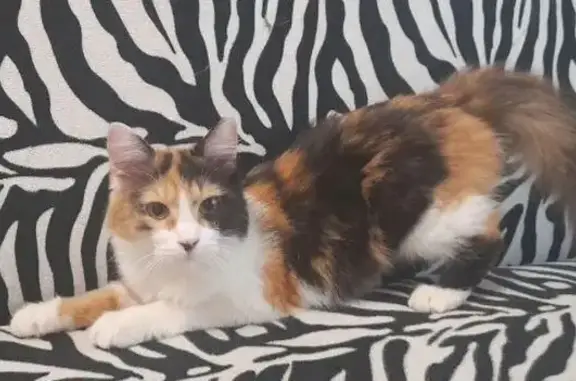 Пропала кошка, Набережная ул., 22, Лыткарино