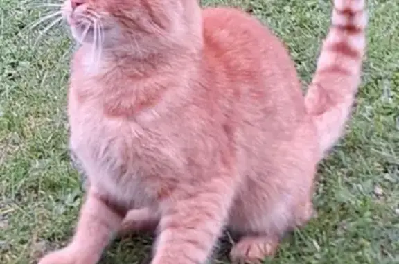 Кошки потеряшки, Минск, фото: Потеряшка кот, ул. Филатова, 4, Минск