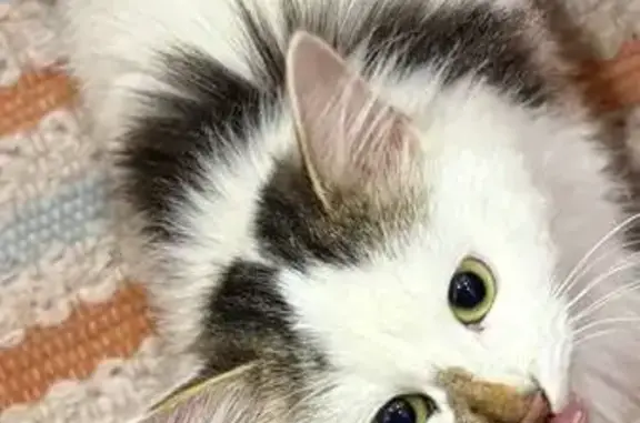 Найдена кошка, , фото: Кошка найдена в подъезде на Кулакова, 11