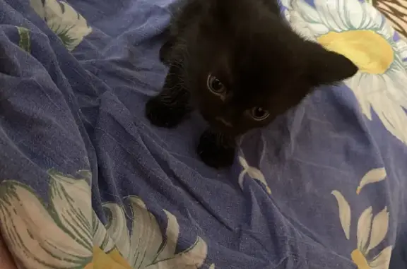 Найдена кошка, Новосибирск, фото: Кошка найдена: Ученическая 31, Новосибирск