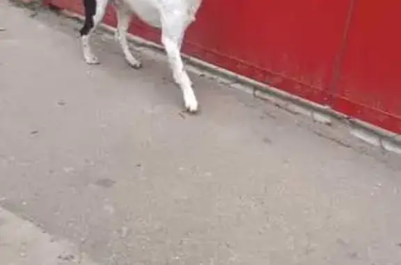 Собаки потеряшки, Краснодар, фото: Потеряшка собака, 4-я Линия 94, Краснодар