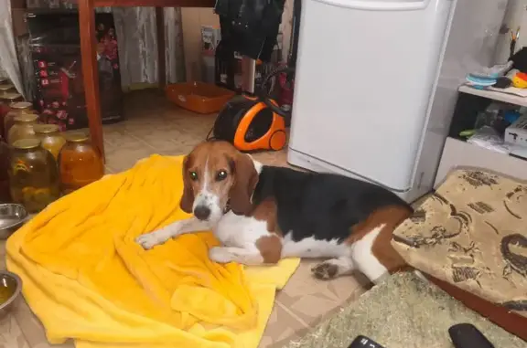 Найдена собака, Алексин, фото: Собака найдена: Тульская ул, 134 к2Б