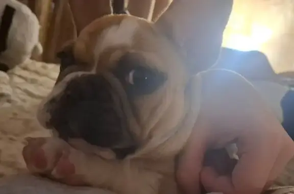 Собаки потеряшки, Новороссийск, фото: Потеряшка собака, ул. Прохорова 16, Н-ск