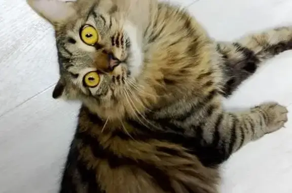 Пропала кошка, ул. Кирова, 51, Александровское