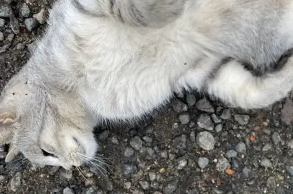 Найдена кошка, Московская область, фото: Кошка найдена: Московская область