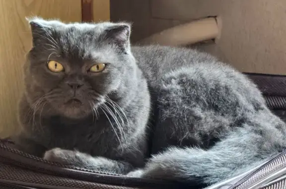 Кошки потеряшки, Элиста, фото: Потеряшка кошка, Элиста, 1 к1