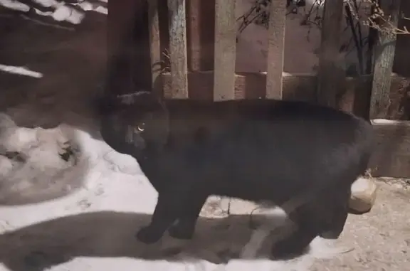 Найдена кошка, Ангарский городской округ, фото: Ангарск: найдена пугливая черная кошка