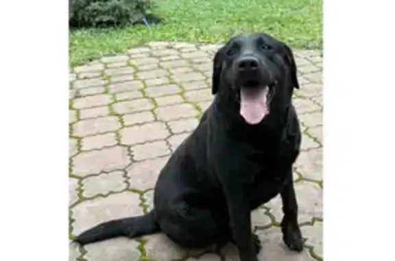 Найдена собака, Московская область, фото: Найдена черная лабрадорша, Железнодорожная 