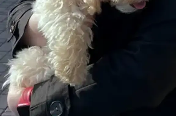 Пропала собака, Иваново, Постышева 65