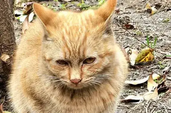 Найдена кошка, Ростов-на-Дону, фото: Найдена кошка, ул. Городовикова, 38