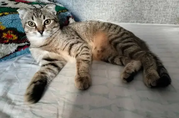 Пропала кошка, Шенкурский проезд 4