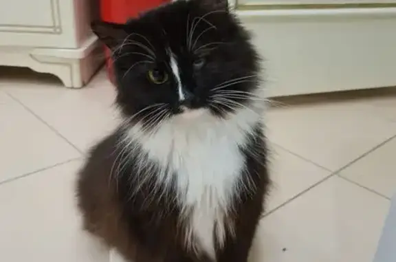 Кошки потеряшки, , фото: Потеряшка кошка, Подосинки, Орехово-Зуево