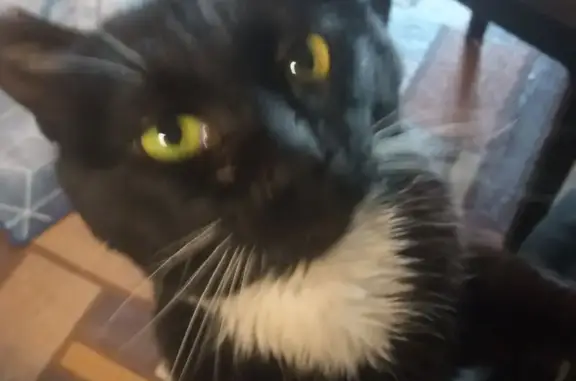 Пропала кошка, ул. Курчатова, Трудовое