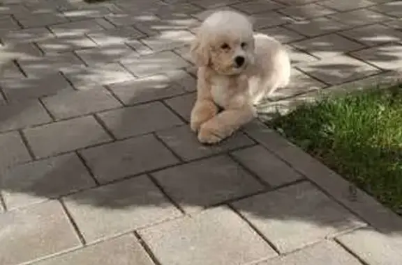 Пропала собака Мани, ул. Западный Обход