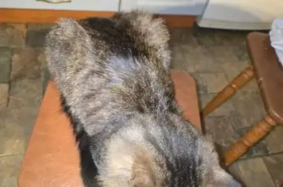 Найдена кошка, Люберцы, фото: Кошка найдена: ул. Кирова, 49, Люберцы