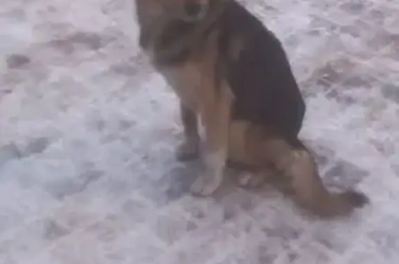 Найдена собака, Сыктывкар, фото: Собака найдена, Тентюковская 110, Сыктывкар