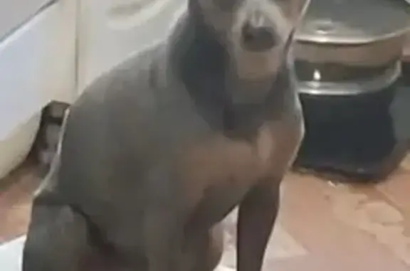 Собаки потеряшки, Ростов-на-Дону, фото: Потеряшка собака, Коммунистический 34/3