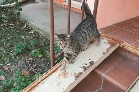 Найдена кошка, Краснодар, фото: Найдена кошка, ул. В. Гассия 4/4, Краснодар