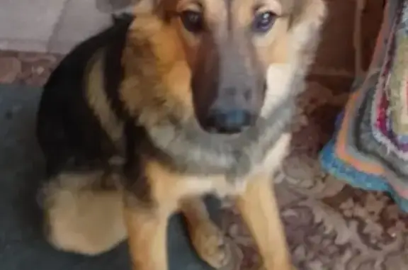 Собаки потеряшки, Ростовская область, фото: Потеряшка собака, Синявское, ул 14я линия 313