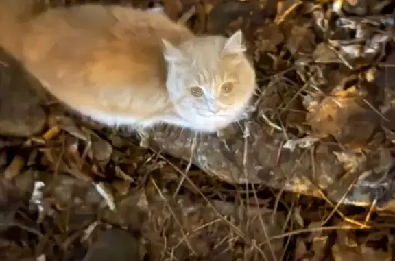 Кошка найдена на Сходненской улице, Москва