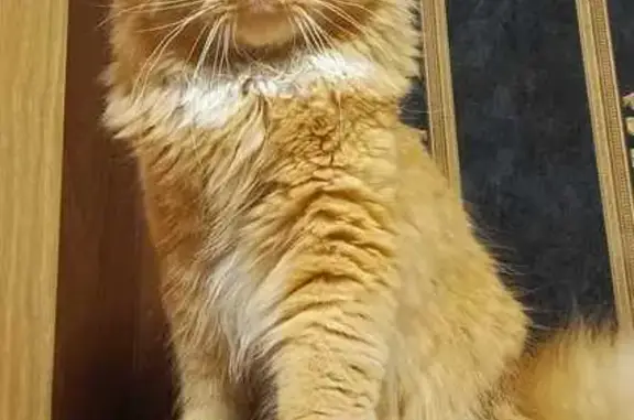 Кошки потеряшки, Кемеровская область, фото: Потеряшка кот Персик, 7 Цветочный тупик