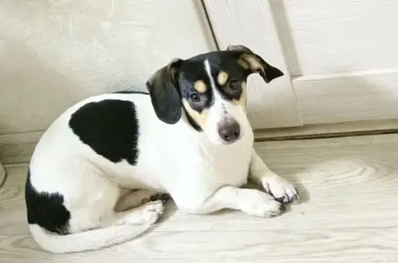 Найдена собака, Красноярск, фото: Собака найдена: Юшкова 28В, Красноярск