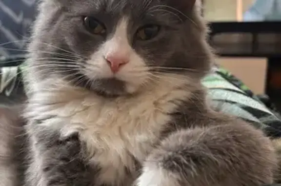 Пропала кошка, Ленинградская ул., Пушкин