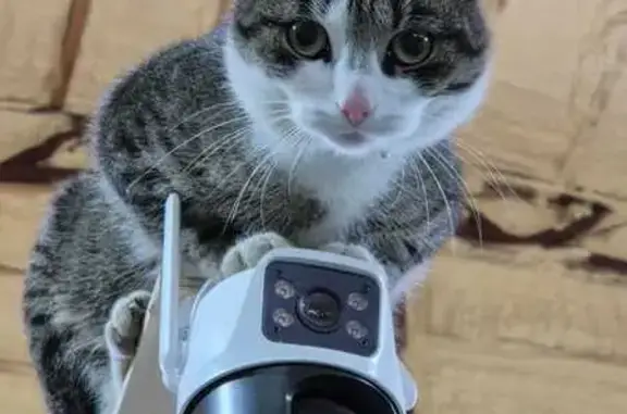 Кошки потеряшки, Ленинградская область, фото: Потеряшка кошка, Ленобласть