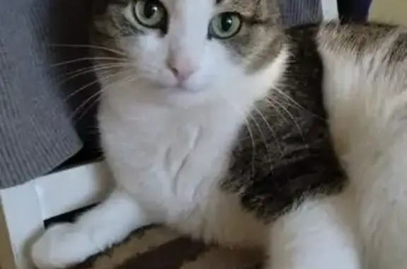 Кошки потеряшки, Волгоград, фото: Потеряшка кошка, ул. Пассара, 27, Волгоград