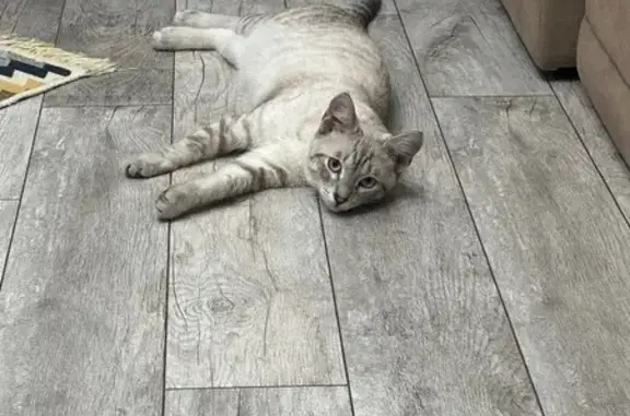 Найдена кошка, Орск, фото: Кошка найдена: Ялтинская 76, Орск