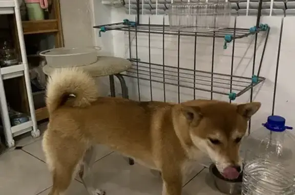 Найдена собака, Казань, фото: Сиба-ину найдена на ул. Вахитова, Казань