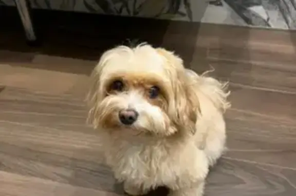 Пропала собака, ул. Постышева 57, Иваново