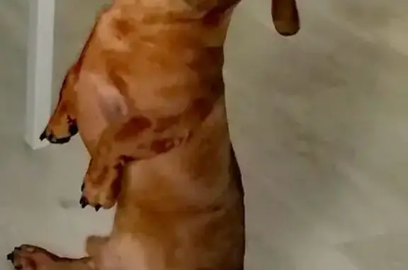 Пропала такса у магазина Пятёрочка, Черёха