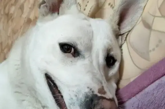 Найдена собака, Тюмень, фото: Найдена собака на ул. 50 лет Октября, Тюмень