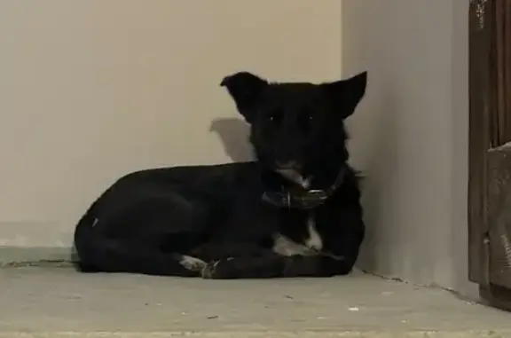 Собака найдена: Благодатная 168 к2, Ростов-на-Дону