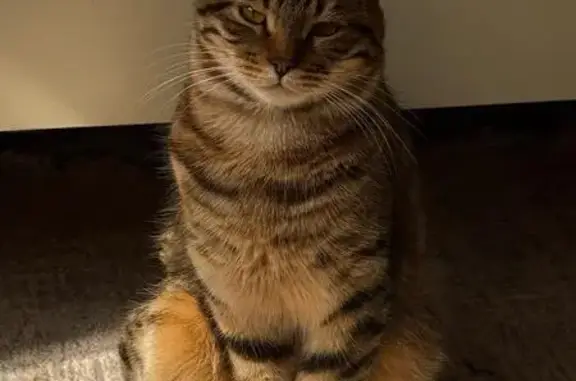 Кошки потеряшки, Кизляр, фото: Потеряшка кошка, ул. 40 лет Дагестана, 14/2