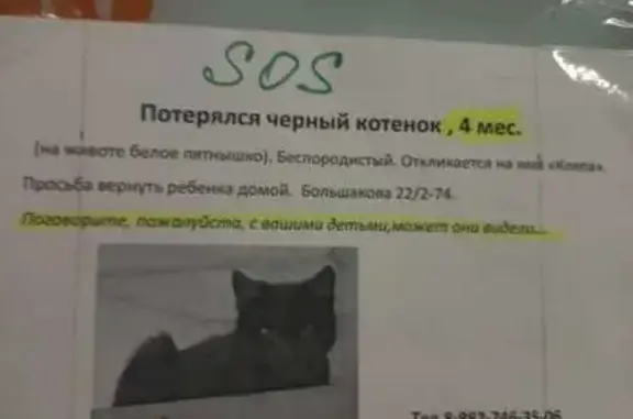 Пропала кошка, ул. Большакова, Екатеринбург