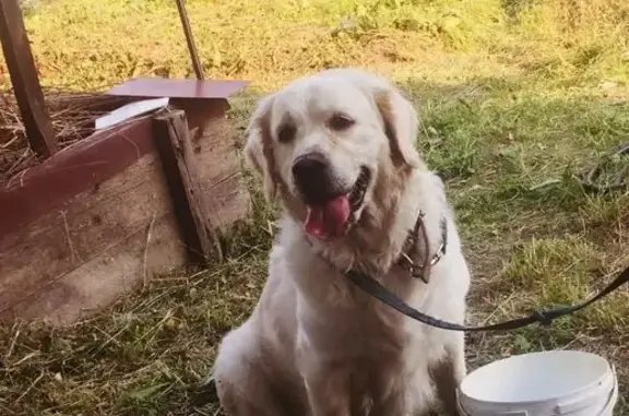 Собаки потеряшки, Верхняя Салда, фото: Потеряшка собака, ул. Сабурова 7, Верх. Салда