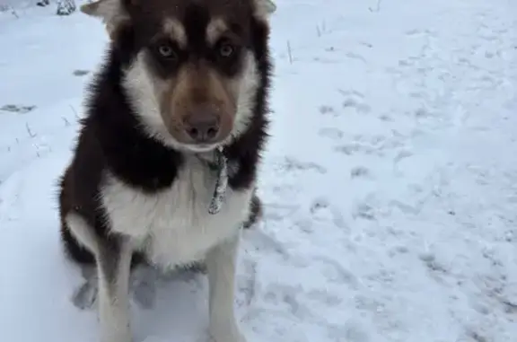 Найдена собака, Каменск-Уральский, фото: Собаки найдены: Лермонтова 85, Каменск