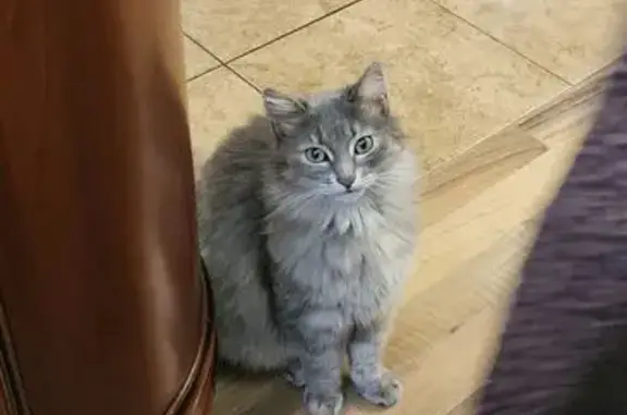 Пропала кошка на ул. Крупской, 20, Нальчик