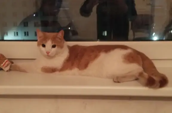 Найден кот, пр. Химиков, 15, Кемерово