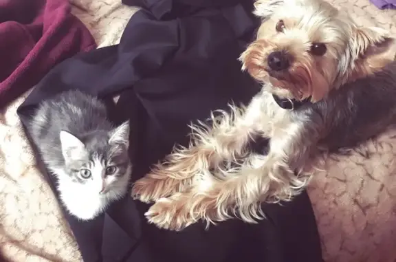 Собаки потеряшки, , фото: Потеряшка йоркширский терьер, Восточная 30