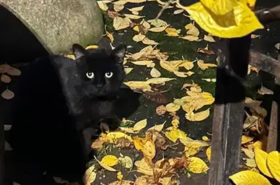 Кошка найдена: ул. Савушкина, 133 к3