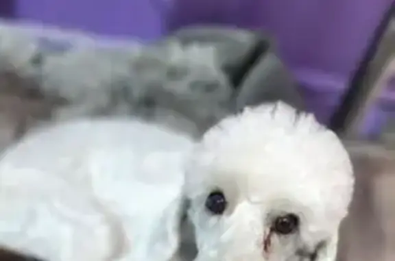 Пропала собака, п. Северный, Белгородская обл.